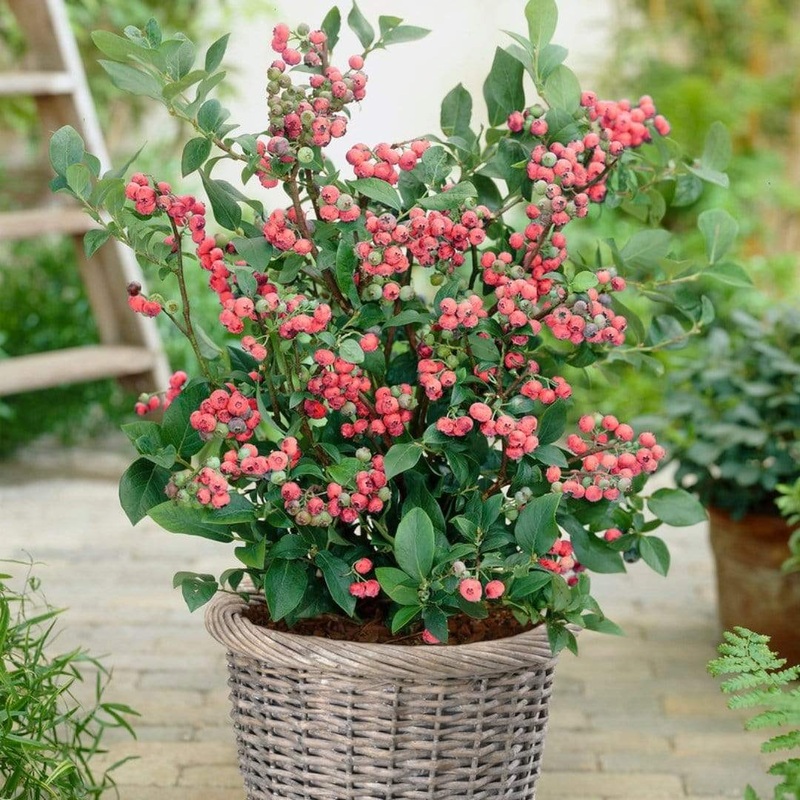 ‘Pink Lemonade’ Blueberry Bush Plant in a 2L Pot