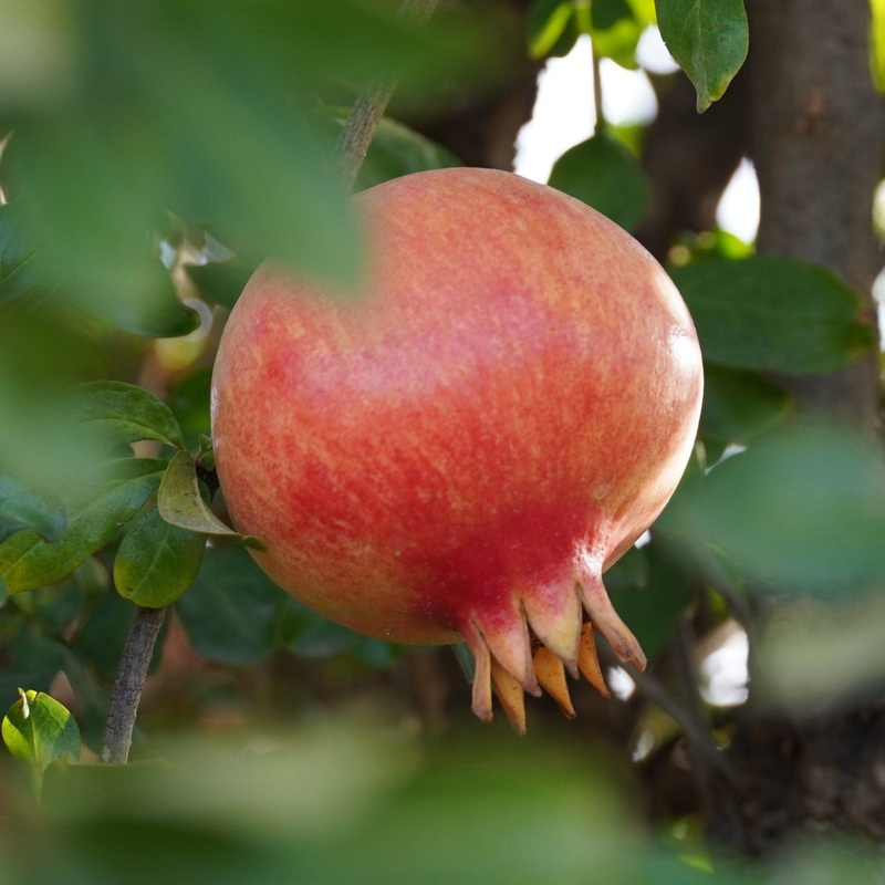 ‘Provence’ Pomegranate Bush Plant in a 2.5L Pot