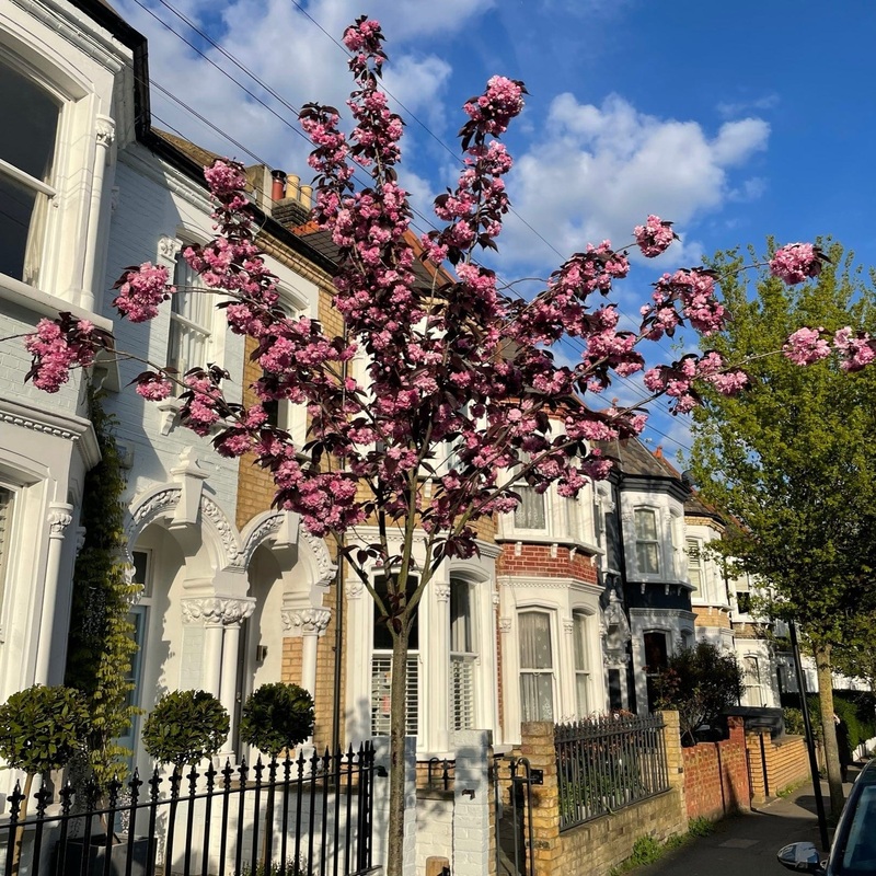 Purple Leaf Cherry Blossom Tree | Prunus serrulata ‘Royal Burgundy’