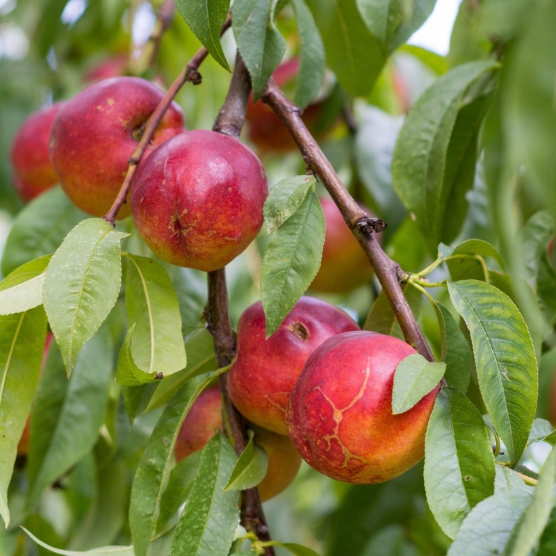 ‘Red Gold’ Nectarine Tree