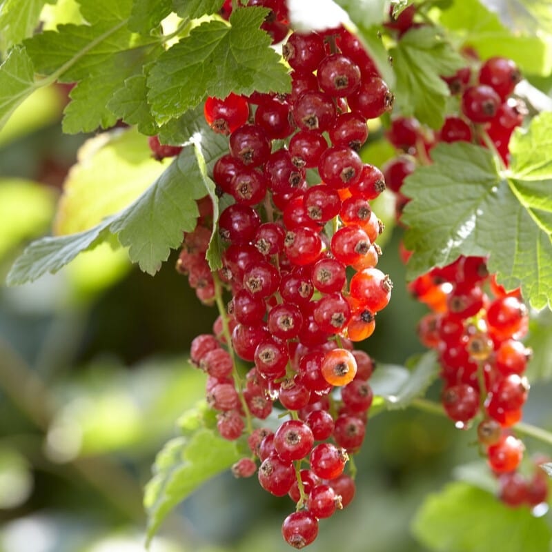 ‘Red Lake’ Redcurrant Bush Plant in a 3L Pot