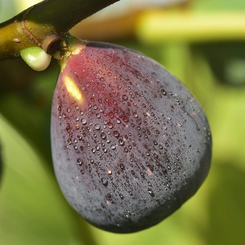 ‘Rouge De Bordeaux’ Fig Tree Plant in a 9cm Pot