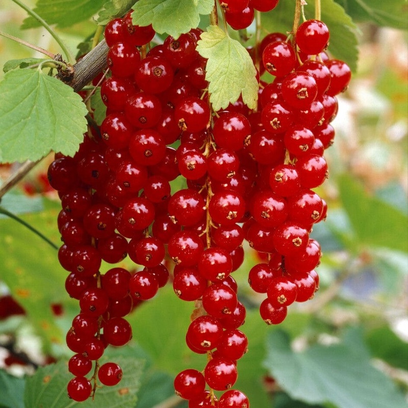 ‘Rovada’ Redcurrant Bush Plant in a 3L Pot