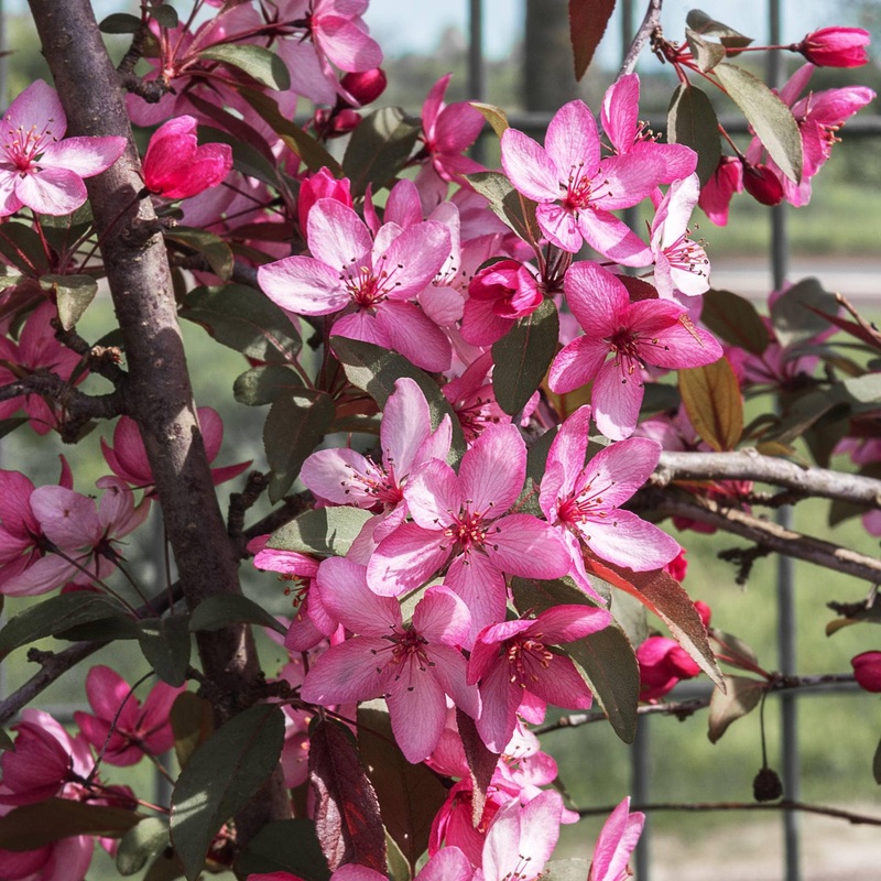 ‘Royal Raindrops’ Crabapple Tree