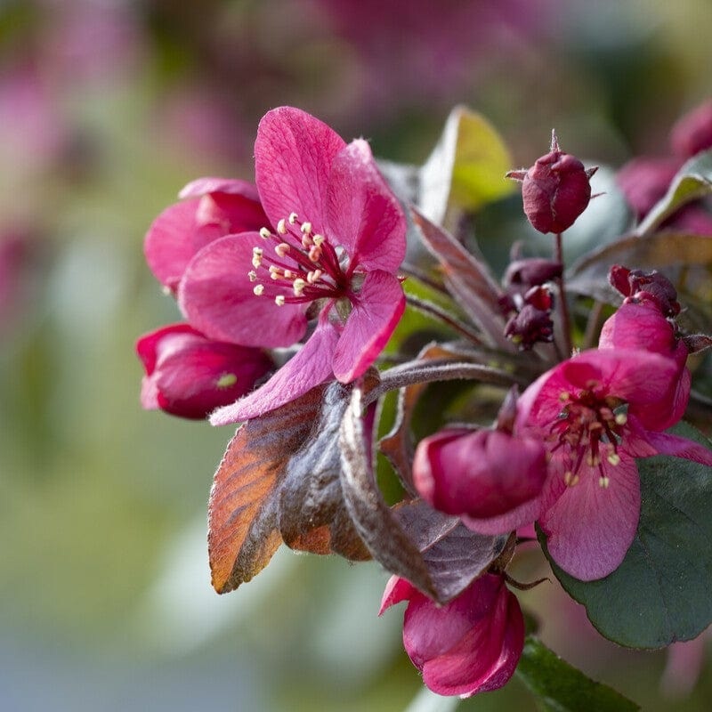 ‘Scarlett’ Crabapple Tree