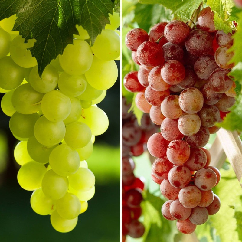 Seedless Outdoor Grape Collection 2 Vines in 3L Pots