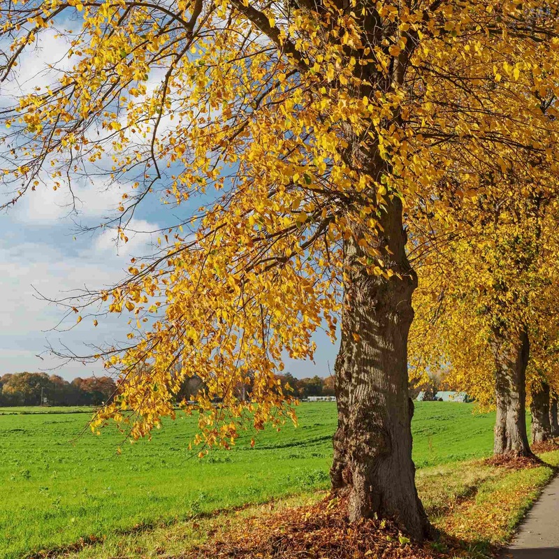 Small-Leaved Lime Tree | Tilia cordata ‘Winter Orange’
