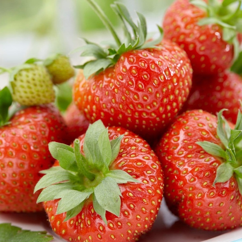 ‘Sonata’ Strawberry Plants 6 Premium Plants in 9cm Pots