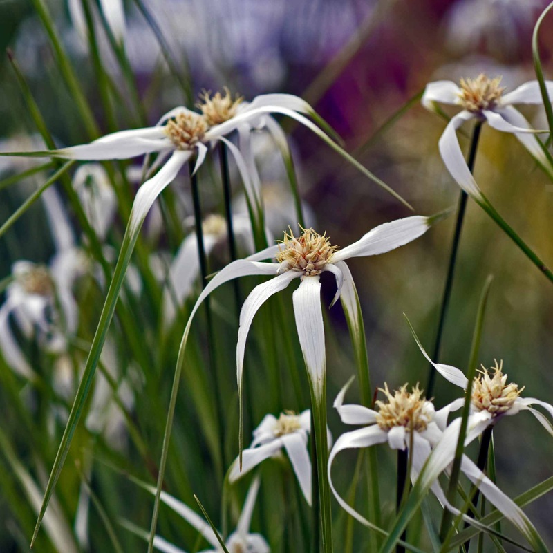 Star Grass | Dichromena colorata
