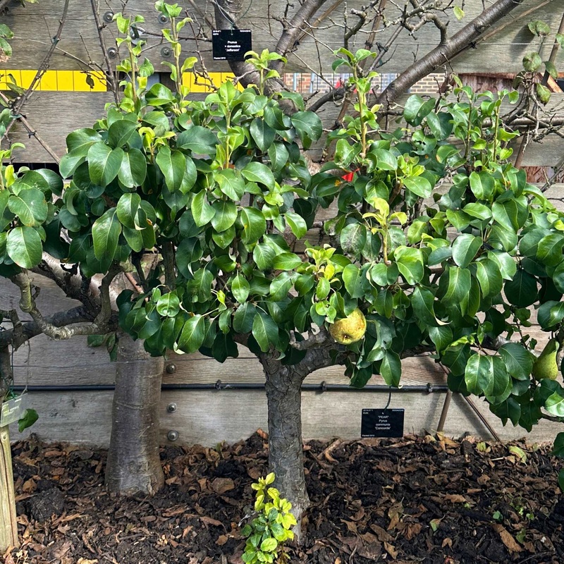 Stepover Pear Tree