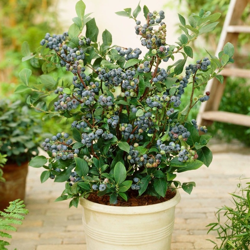 ‘Sunshine Blue’ Evergreen Blueberry Bush Plant in a 9cm Pot