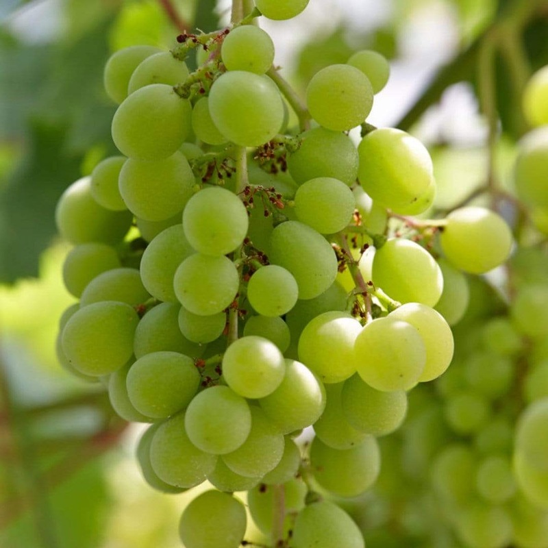 ‘Superior Seedless’ Outdoor Grape Vine Vine in a 3L Pot