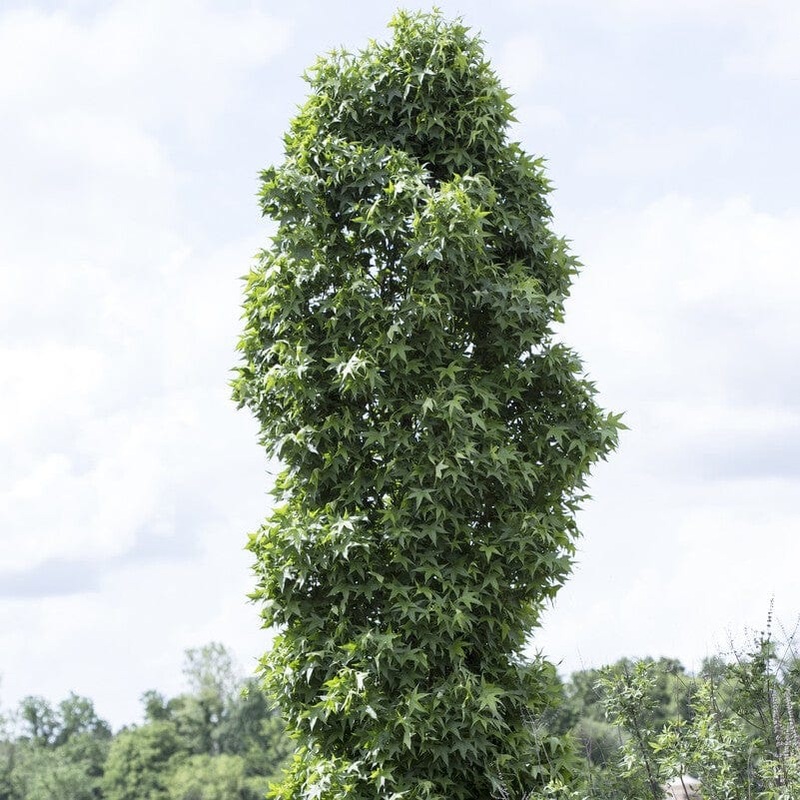 Sweetgum Tree | Liquidambar styraciflua ‘Slender Silhouette’