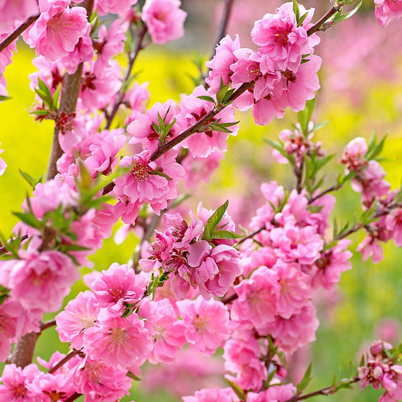 ‘Taoflora Pink’ Peach Tree