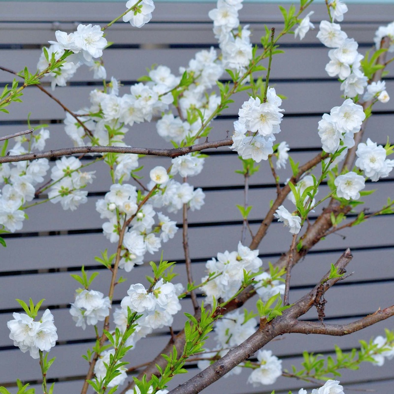 ‘Taoflora White’ Peach Tree