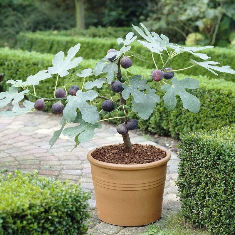 UK Hardy Fig Tree | ‘Brown Turkey’ Bush in a 3L Pot