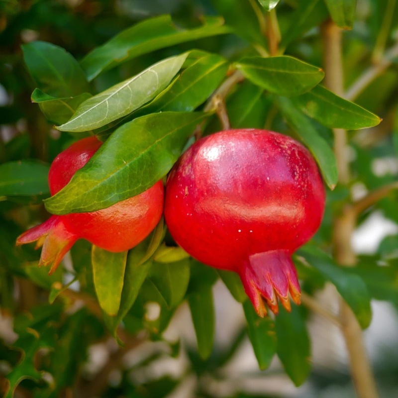 UK Hardy Pomegranate Bush Plant in a 2L Pot