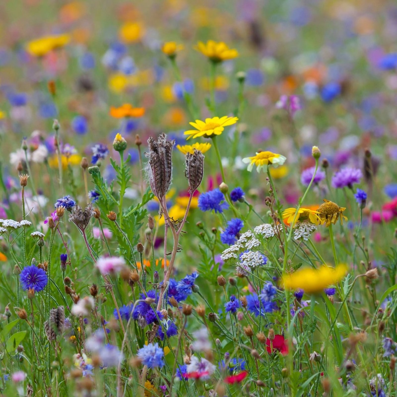 Ultimate Wildflower Meadow Plants Collection