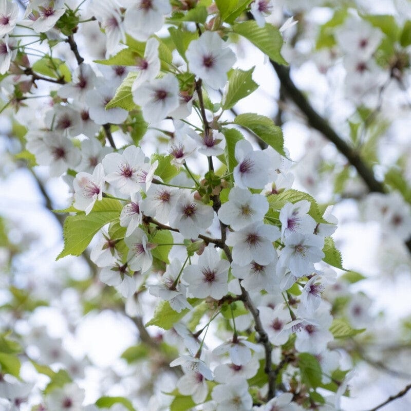 ‘Umineko’ Japanese Cherry Blossom Tree