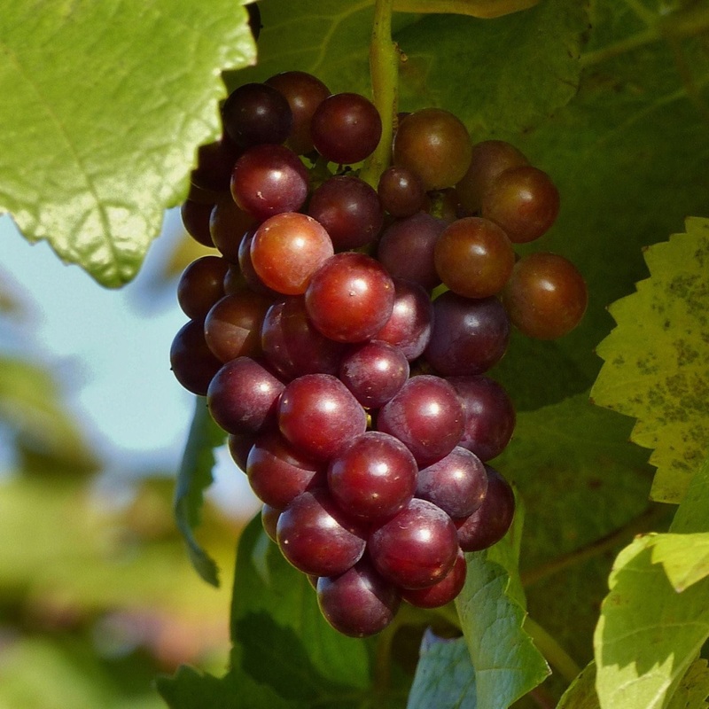 ‘Vanessa’ Seedless Outdoor Grape Vine Vine in a 2L Pot