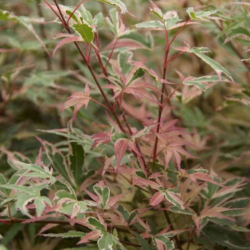 Variegated Japanese Maple Tree | Acer palmatum ‘Beni-schichi-henge’