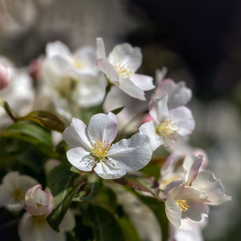 ‘Wedding Bouquet’ Crabapple Tree