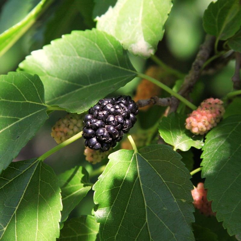 ‘Wellington’ Mulberry Tree 2 Year Old Tree in a 9L Pot