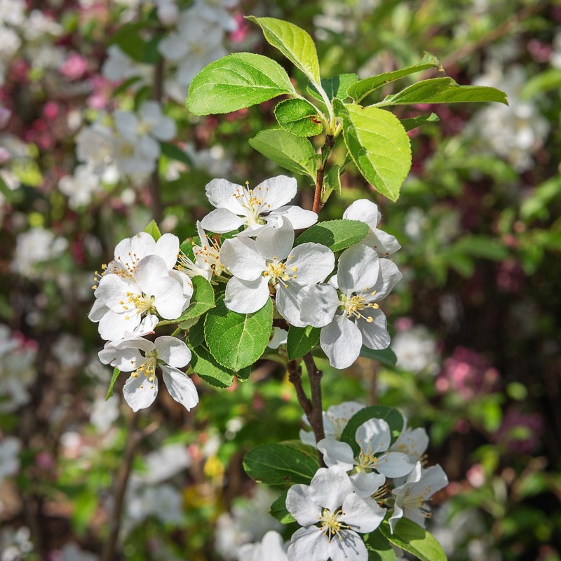 ‘Yellow Siberian’ Crabapple Tree