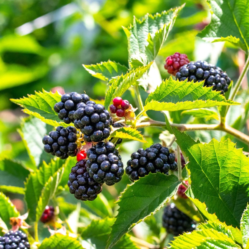 ‘Adrienne’ Blackberry Plant