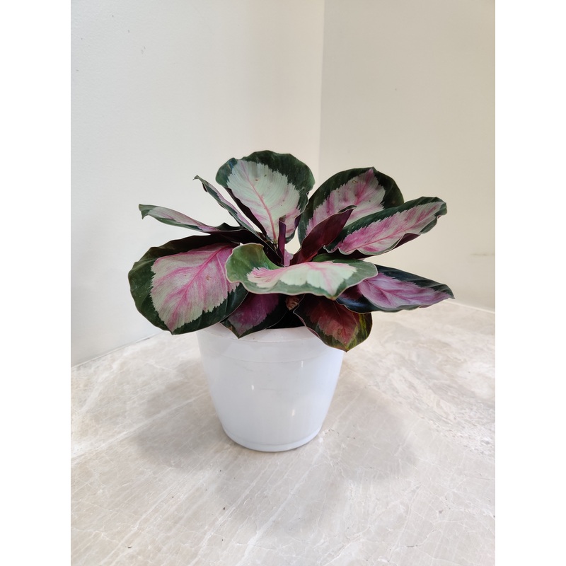 Calathea Roseopicta Plant