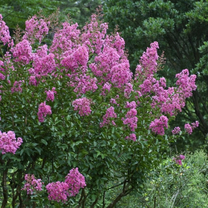 Crepe Myrtle | Lagerstroemia indica
