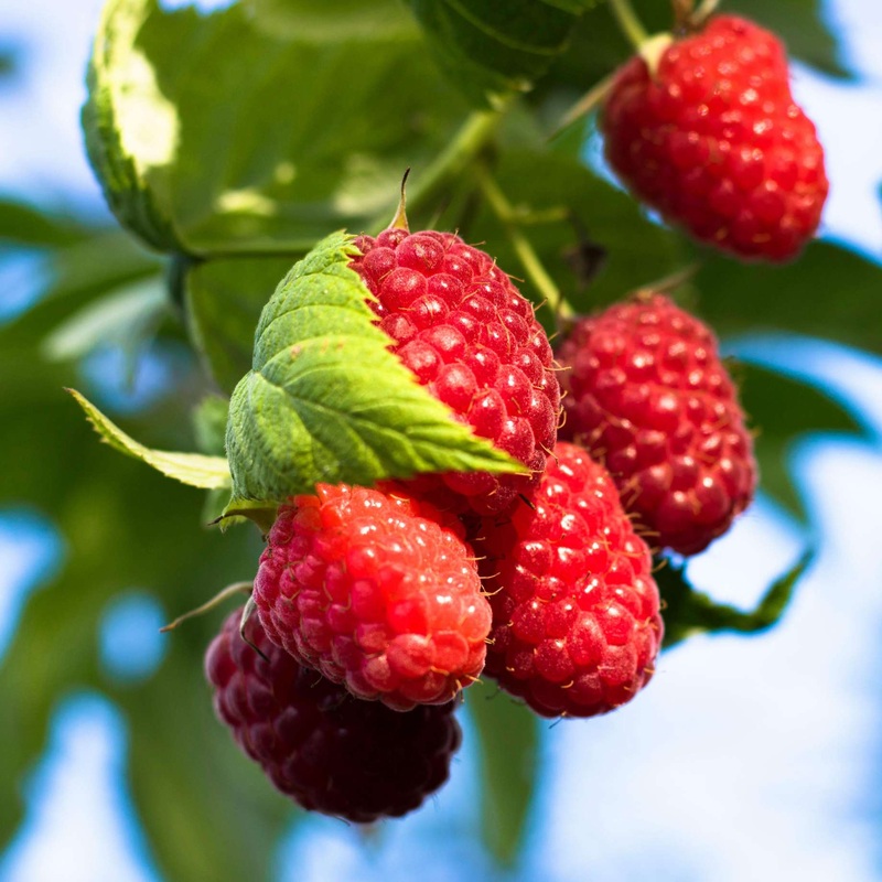 ‘Glen Mor’ Raspberry Plants