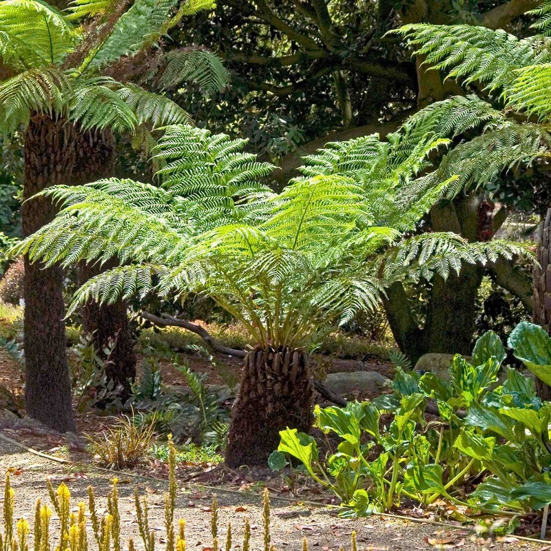 Hardy Tree Fern | Dicksonia antarctica