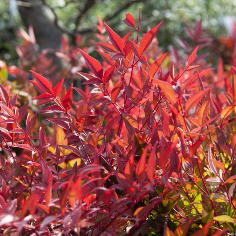 Heavenly Bamboo | Nandina domestica ‘Gulf Stream’