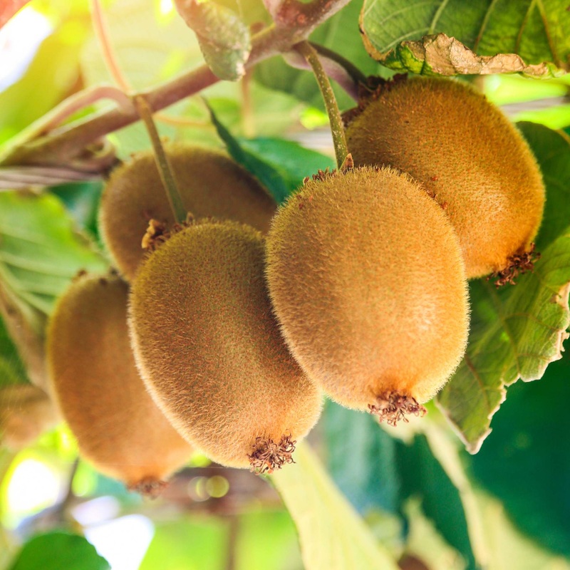 ‘Herma’ Kiwi Plant