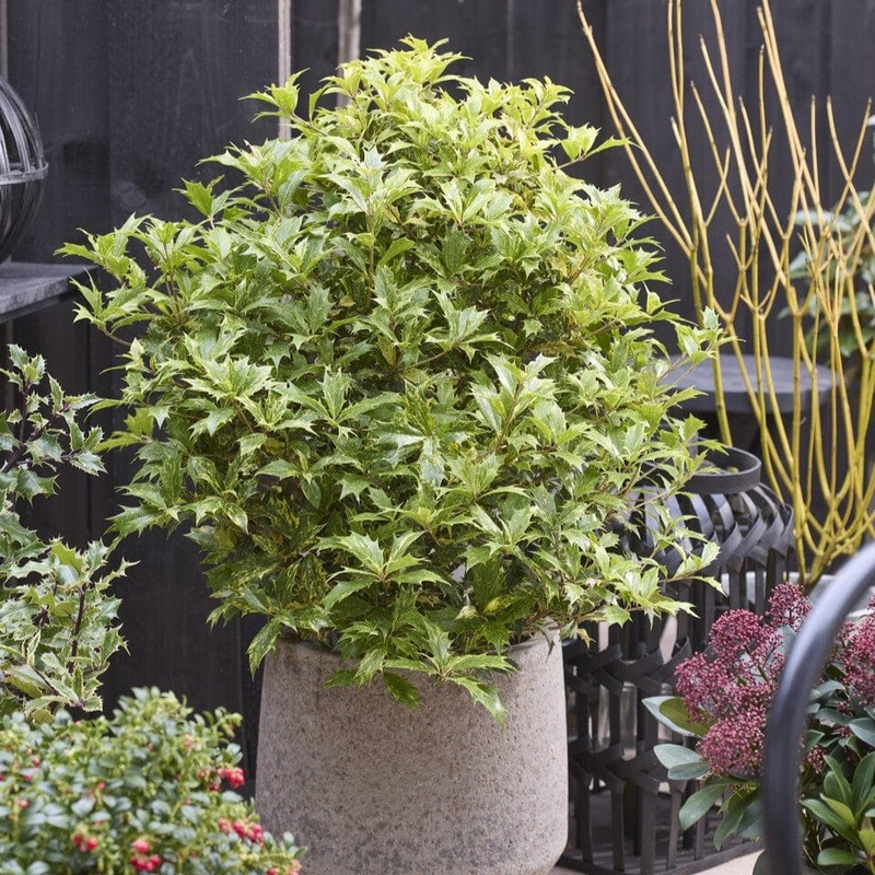 Holly Olive | Osmanthus aquifolium