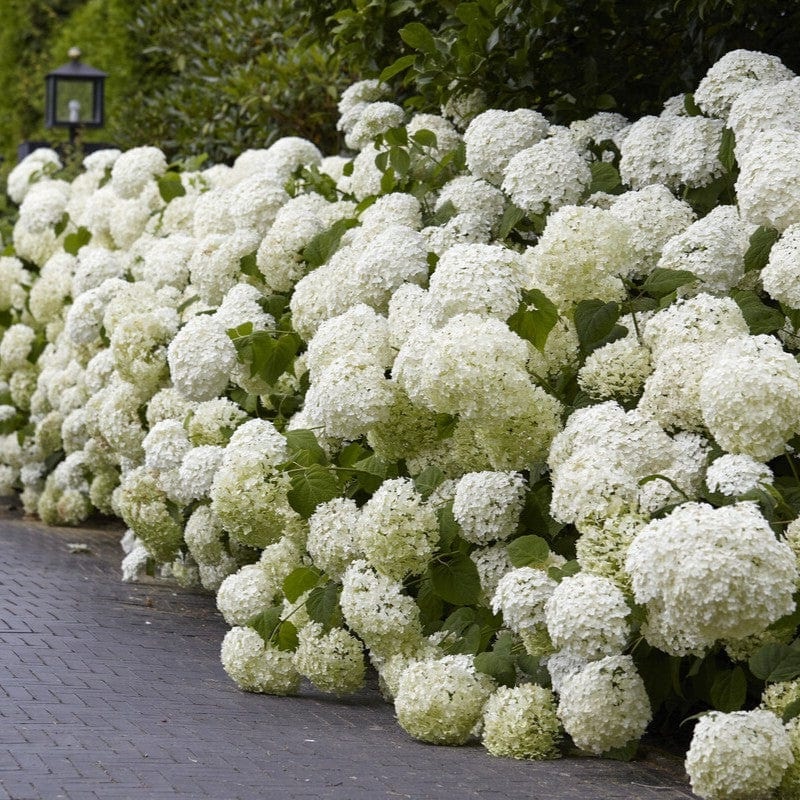 Hydrangea arborescens ‘Annabelle’