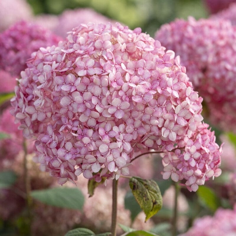 Hydrangea arborescens ‘Pink Annabelle’