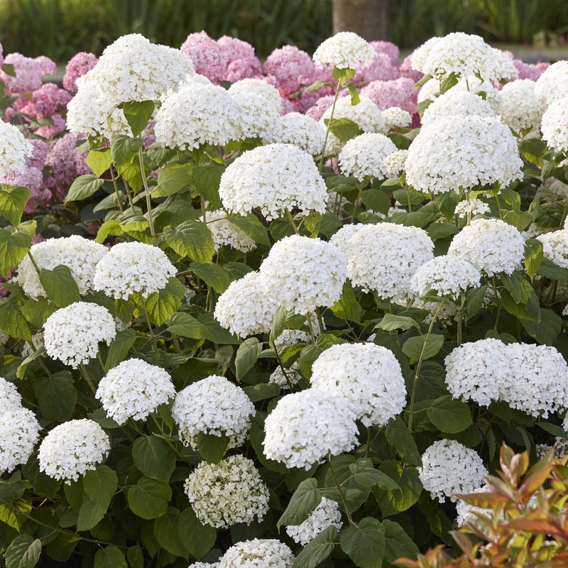 Hydrangea arborescens ‘Strong Annabelle’