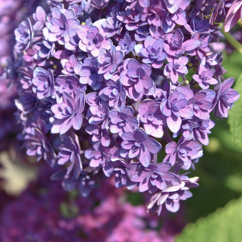 Hydrangea macrophylla ‘Blue Expression’