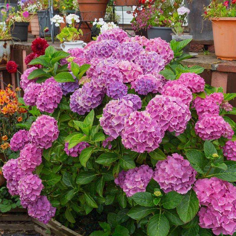 Hydrangea macrophylla ‘Bouquet Rose’