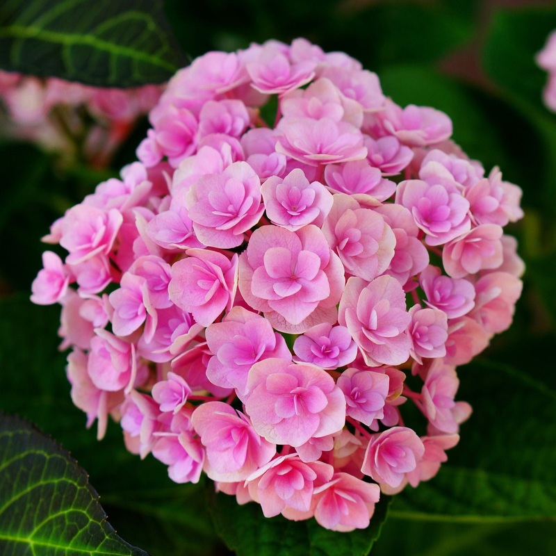 Hydrangea macrophylla ‘Expression’