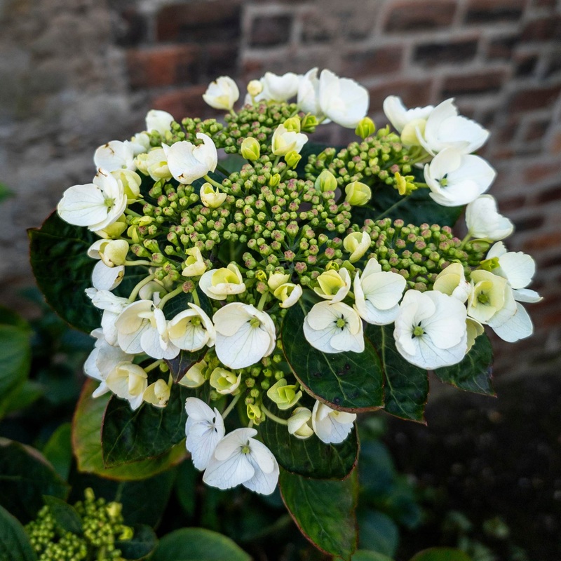Hydrangea macrophylla ‘Libelle’