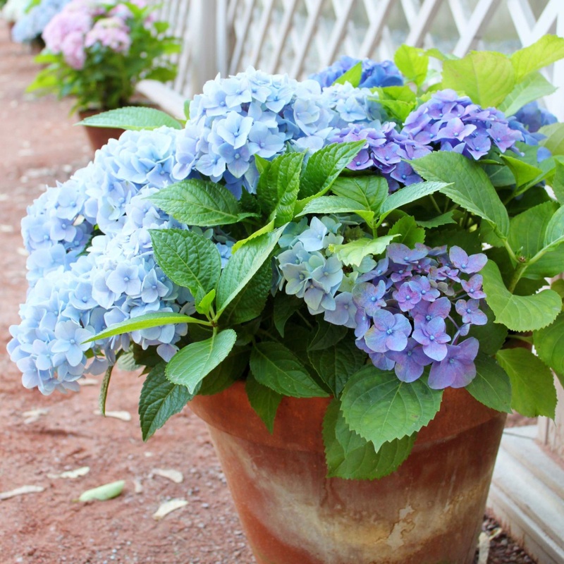 Hydrangea macrophylla ‘Little Blue’