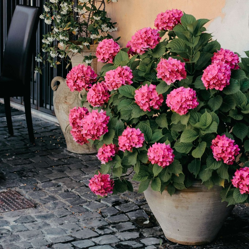 Hydrangea macrophylla ‘Little Pink’