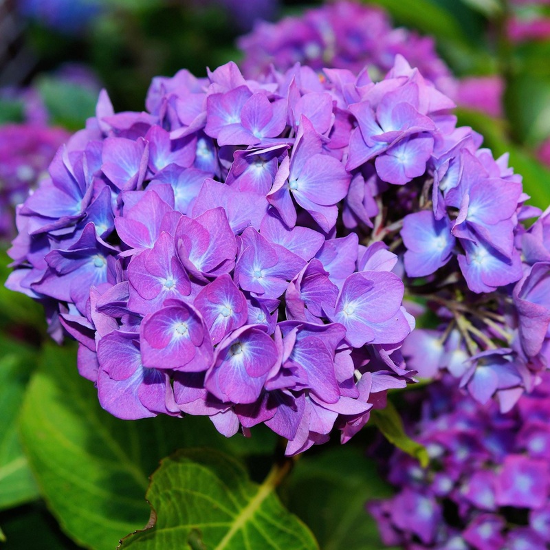 Hydrangea macrophylla ‘Little Purple’