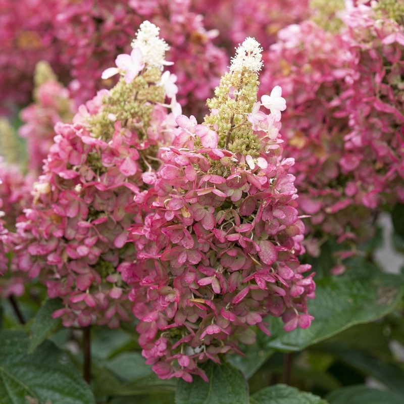 Hydrangea paniculata ‘Candlelight’