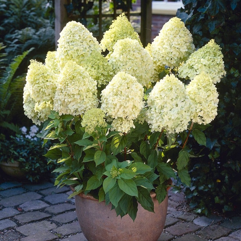 Hydrangea paniculata ‘Limelight’