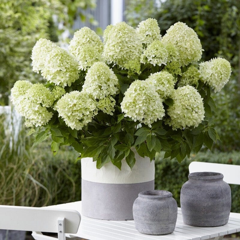 Hydrangea paniculata ‘Little Spooky’