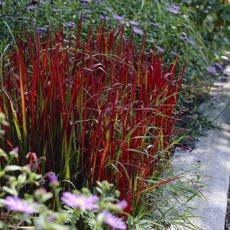 Japanese Blood Grass | Imperata cylindrica ‘Red Baron’